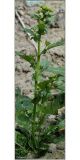 Barbarea arcuata. Зацветающее растение. Чувашия, окр. г. Шумерля, Промзона. 10 мая 2011 г.