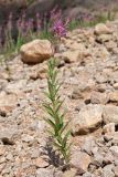 Chamaenerion angustifolium. Цветущее растение. Таджикистан, Согдийская обл., Айнинский р-н; Памиро-Алай, Фанские горы, побережье оз. Искандеркуль, дол. р. Сарытаг, ≈ 2290 м н.у.м., курумник. 25 июня 2026 г.