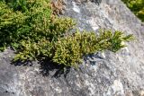 Juniperus davurica. Ветвь с микростробилами. Приморский край, Спасский р-н, окр. с. Прохоры, остепнённое петрофитно-кустарниково-травяное сообщество на юго-западном склоне, на камне. 15.09.2026.