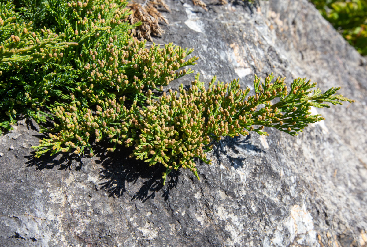 Image of Juniperus davurica specimen.