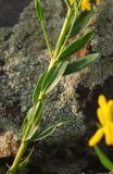 Genista tinctoria. Часть ветви с листьями (вид на абаксиальную поверхность). Башкортостан, Абзелиловский р-н, Ташбулатовский сельсовет, хр. Кыктытау, на скальном останце. 11 июня 2025 г.