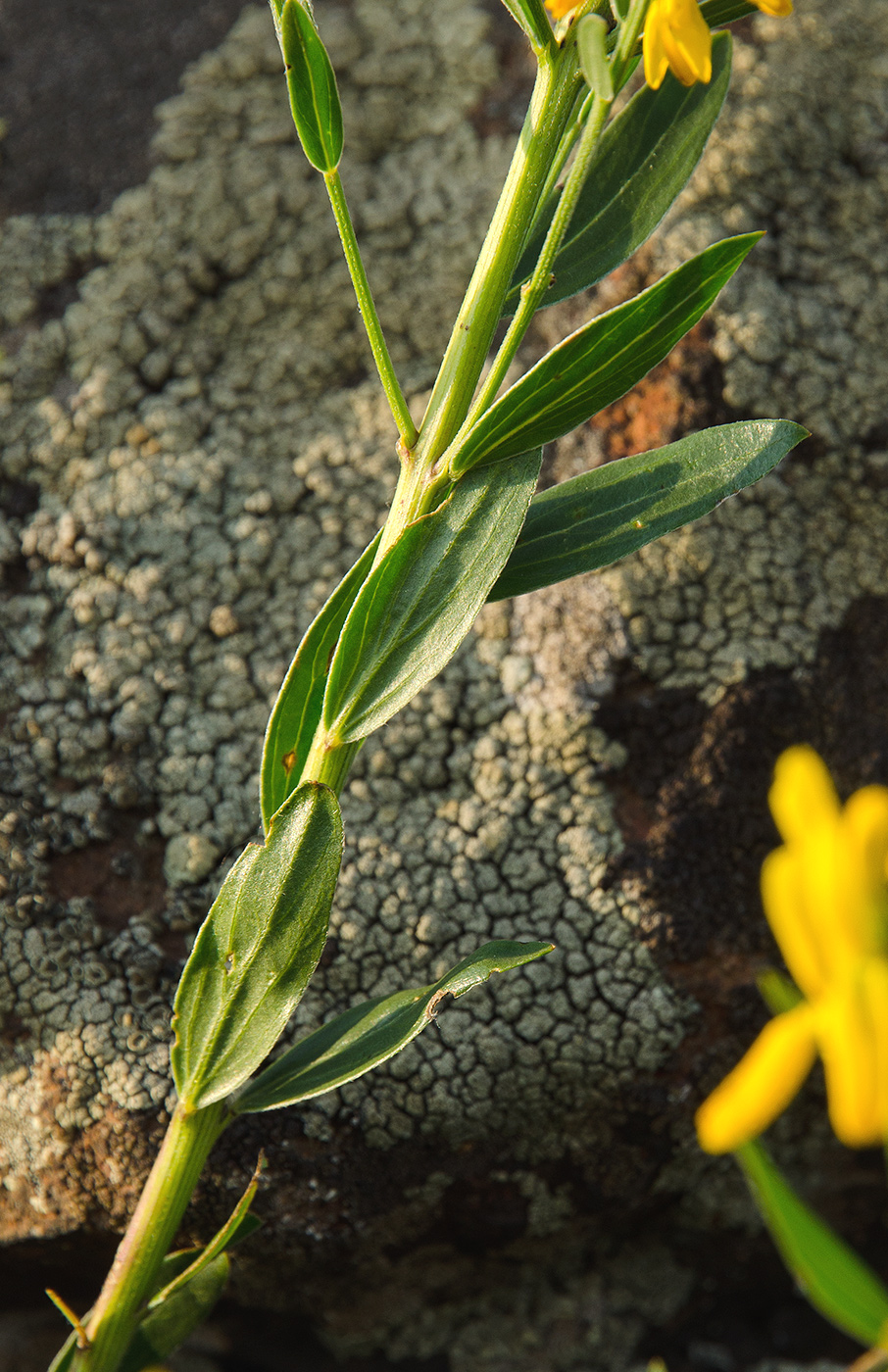 Image of Genista tinctoria specimen.