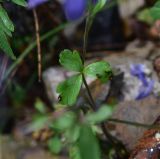 Aquilegia olympica. Лист. Турция, ил Артвин, р-н Юсуфели, окр. моста, выс. 1500 м н.у.м., каменистый берег притока в 200 м от устья. 14 июня 2026 г.