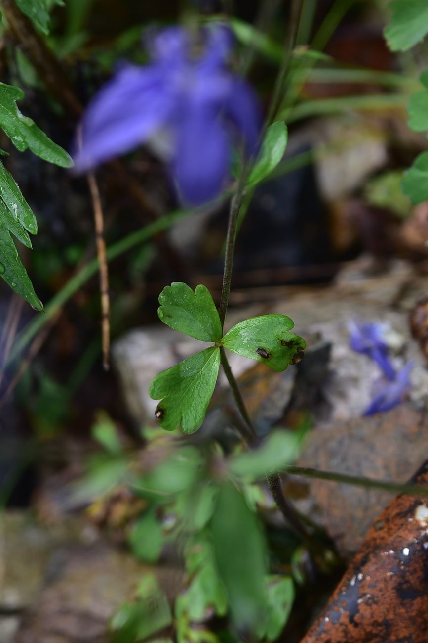 Image of Aquilegia olympica specimen.