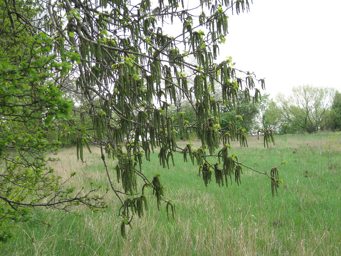 Image of Populus tremula specimen.