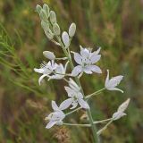 Ornithogalum fischerianum. Верхняя часть соцветия. Волгоградская обл., Палласовский р-н, окр. оз. Эльтон, степь у балки Лисья. 22.05.2011.