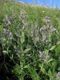 Nepeta parviflora. Цветущие растения. ЮВ Крым, окр. пос. Коктебель, хр. Биюк-Янышар. 9 июня 2011 г.