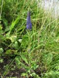 Veronica spicata. Цветущее растение. Смоленск, сухой луг на склоне. 24.06.2011.