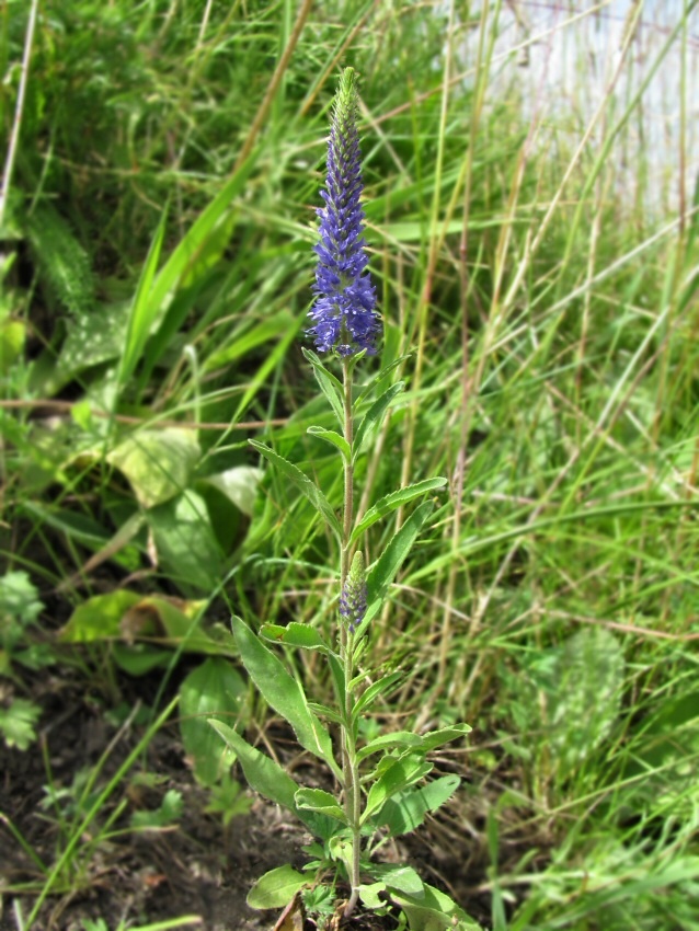 Image of Veronica spicata specimen.