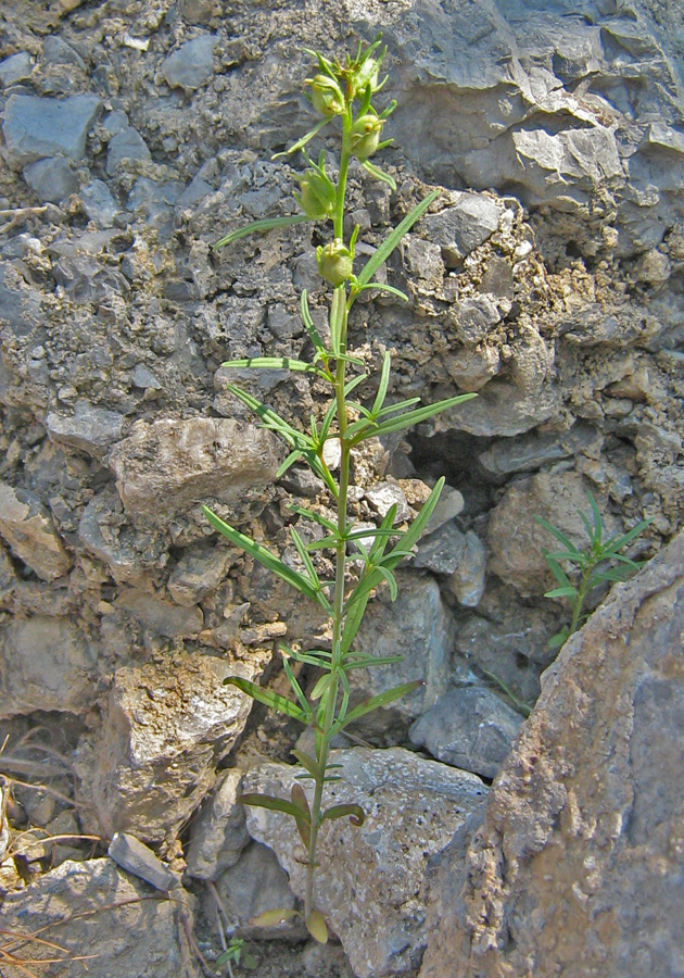 Image of Misopates orontium specimen.