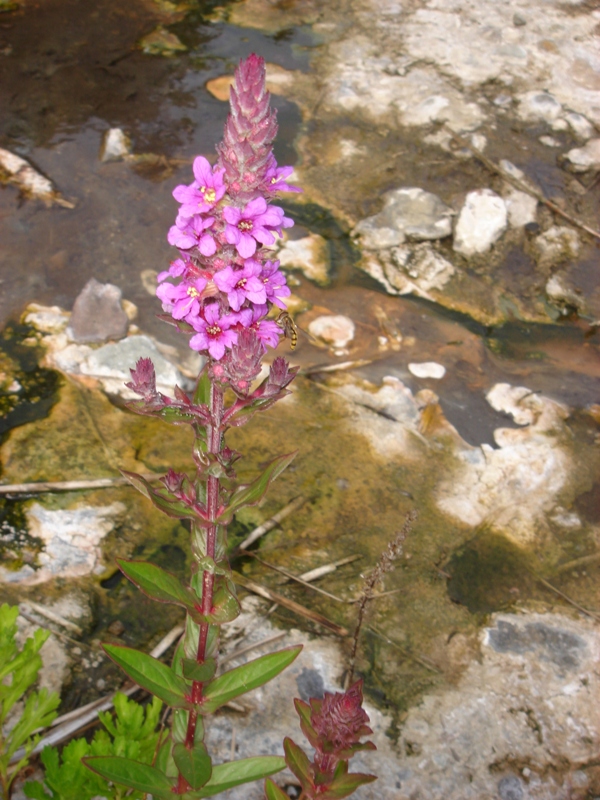 Изображение особи Lythrum salicaria.