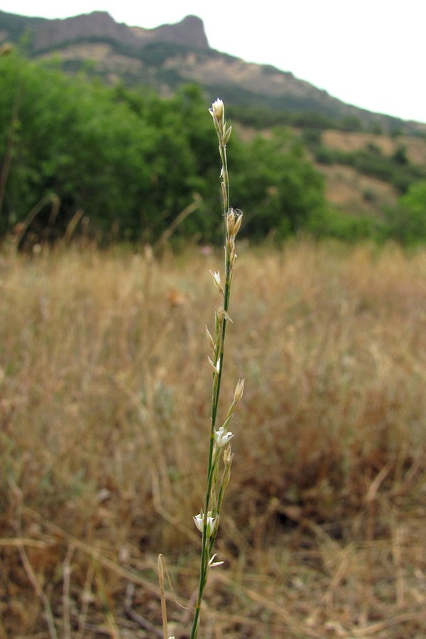 Изображение особи Bufonia parviflora.