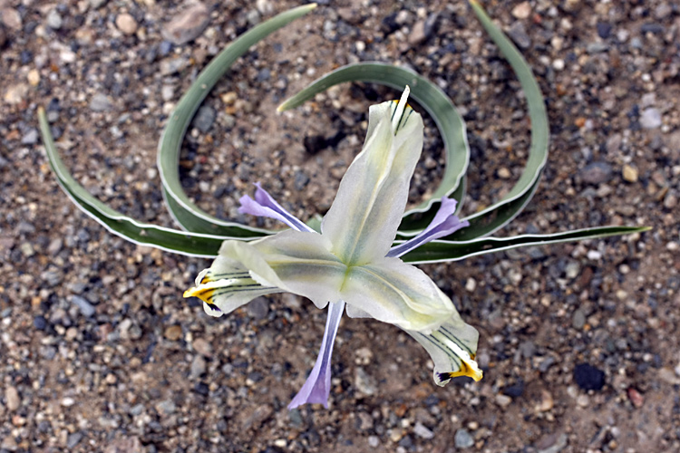 Image of Juno narbutii specimen.