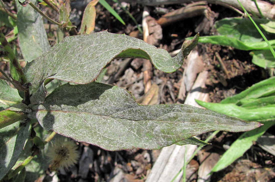 Image of genus Hieracium specimen.