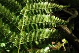 Dryopteris carthusiana. Часть листа. Горный Крым, Чучельское болото. 25 августа 2011 г.