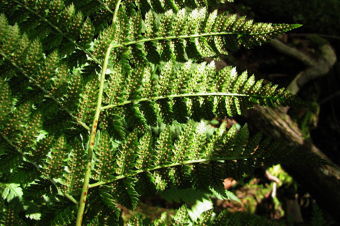 Image of Dryopteris carthusiana specimen.