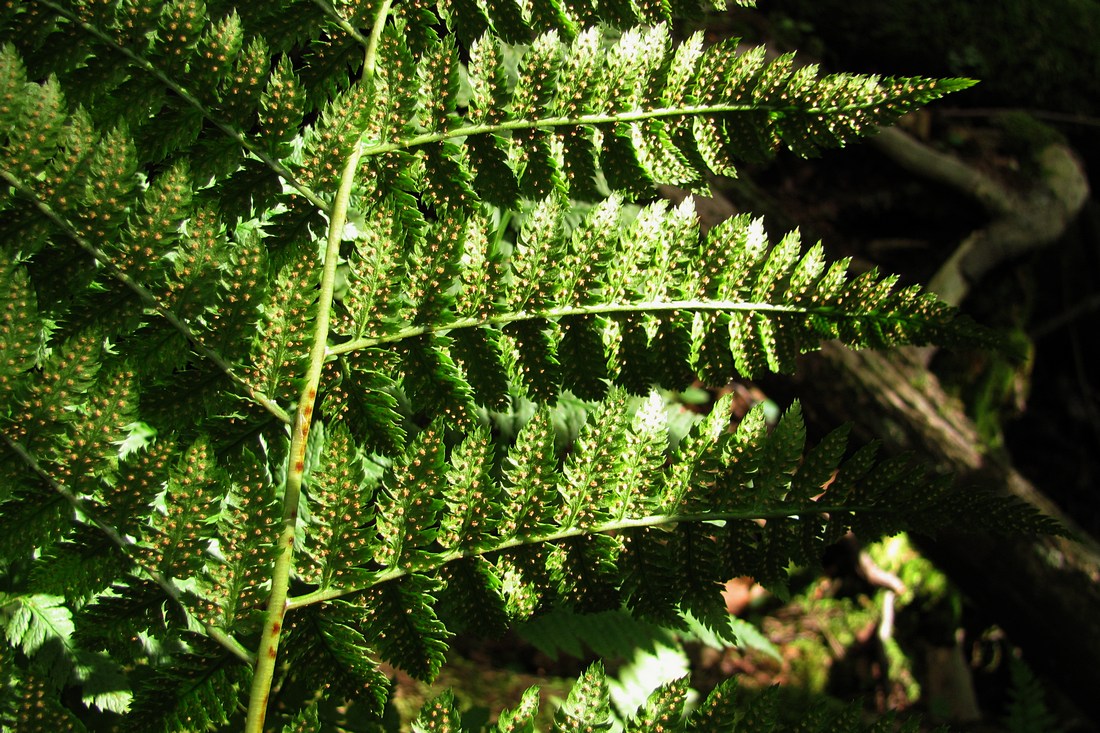 Изображение особи Dryopteris carthusiana.