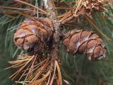 Pinus pumila. Часть веточки с шишками. Владивосток, ботанический сад-институт ДВО РАН. 14 августа 2011 г.