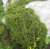 Salix serpillifolia. Цветущее растение. Черногория, Динарское нагорье, горный массив Дурмитор. 05.07.2011.
