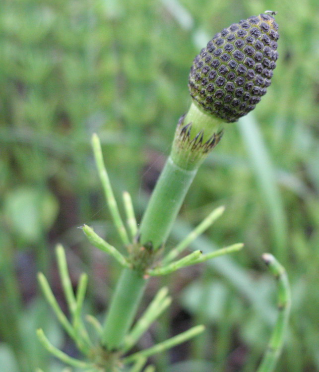 Image of Equisetum fluviatile specimen.