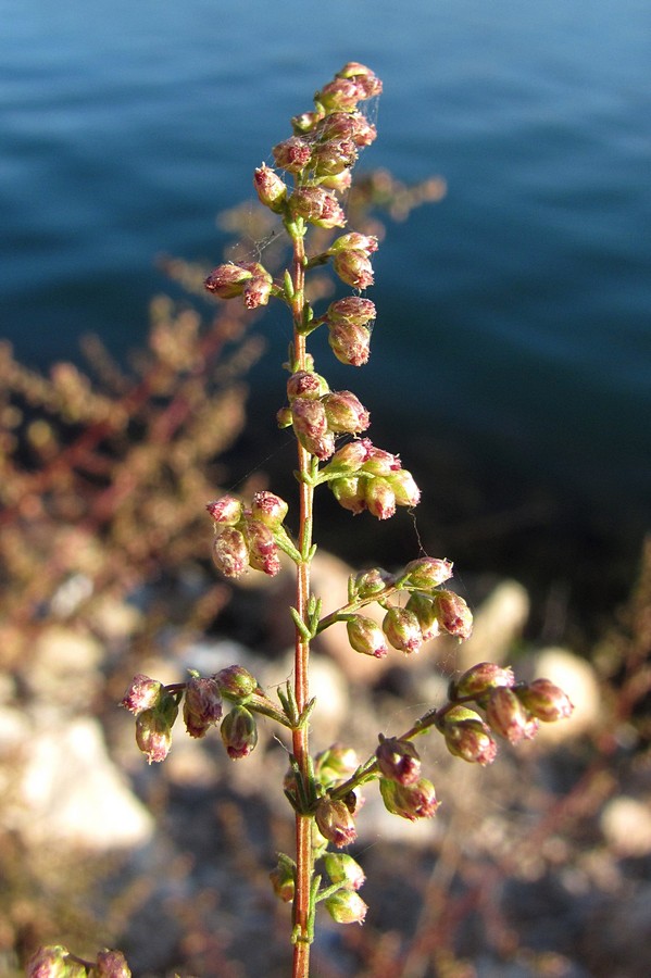 Image of Artemisia scoparia specimen.