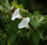 Calystegia sepium