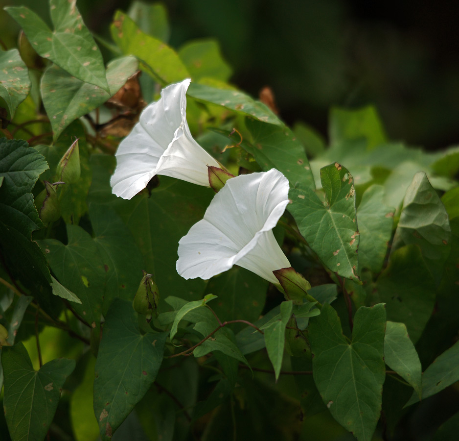 Изображение особи Calystegia sepium.