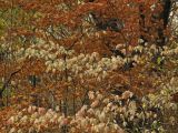 Euonymus maackii. Осенние листья. Владивосток, Академгородок. 15 октября 2011 г.