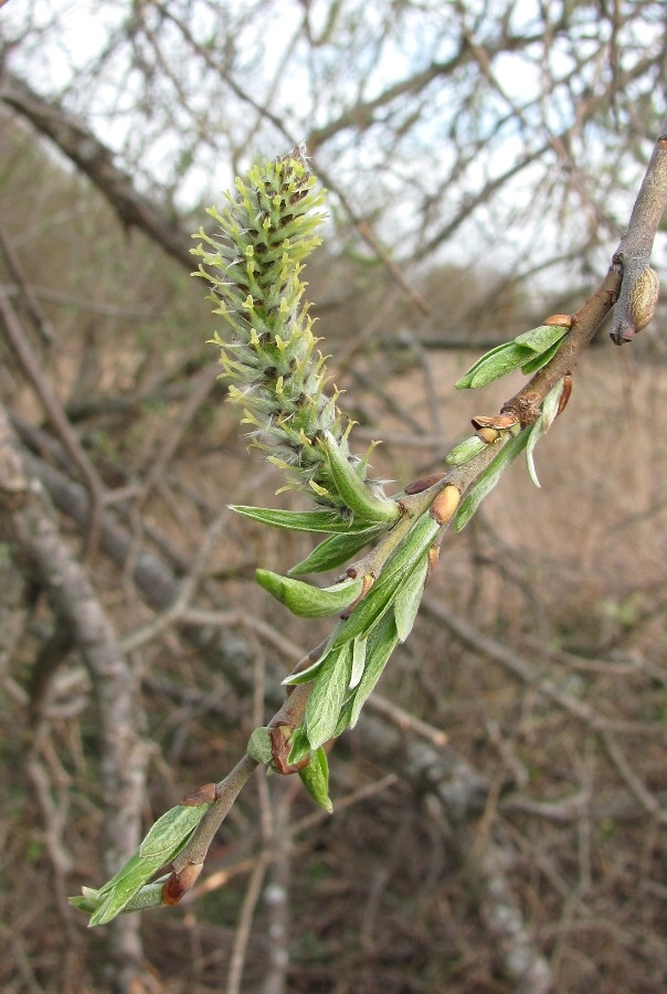 Изображение особи Salix gmelinii.