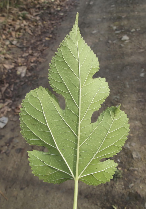 Image of Morus alba specimen.