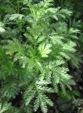Anthemis tinctoria. Верхушка побега. Санкт-Петербург, клумба. 27 сентября 2011 г.