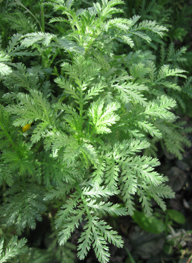 Image of Anthemis tinctoria specimen.