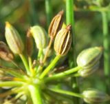 Foeniculum vulgare. Вскрывающийся плод-двусемянка. Испания, Страна Басков, Арратия, сельское поселение Сеанури, в культуре. Ноябрь 2011 г.