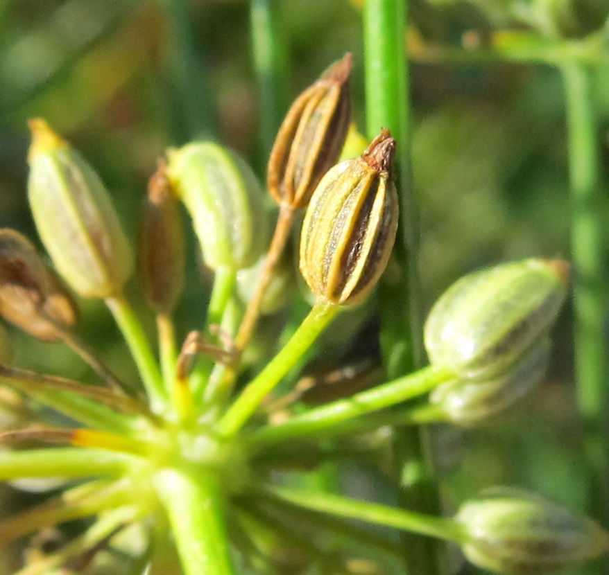 Изображение особи Foeniculum vulgare.