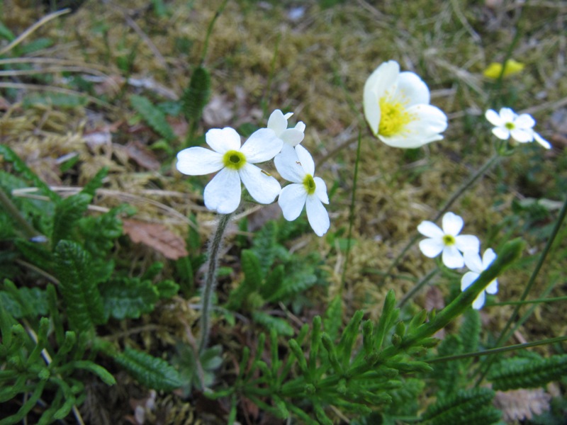 Изображение особи Androsace arctisibirica.