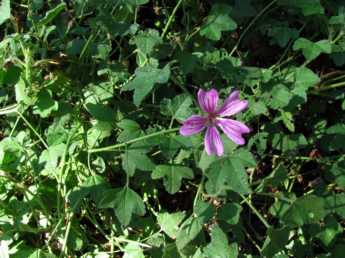 Image of Malva erecta specimen.