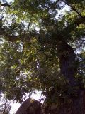 Quercus pubescens. Крона взрослого дерева. Южный Берег Крыма, Никитский ботанический сад. 25 августа 2007 г.