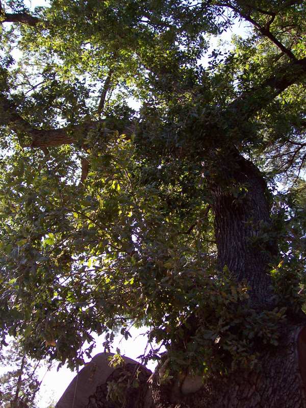 Image of Quercus pubescens specimen.