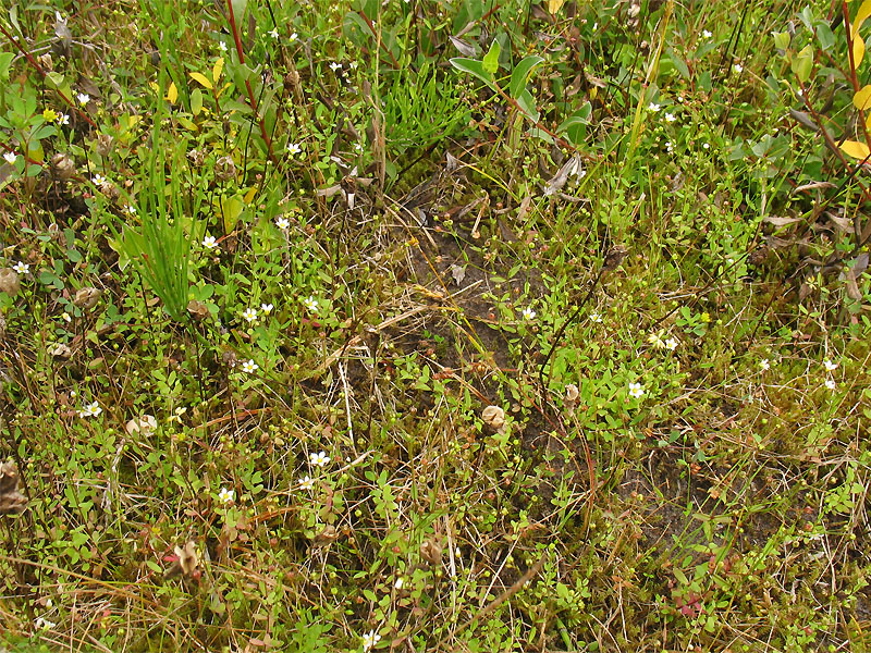 Image of Linum catharticum specimen.