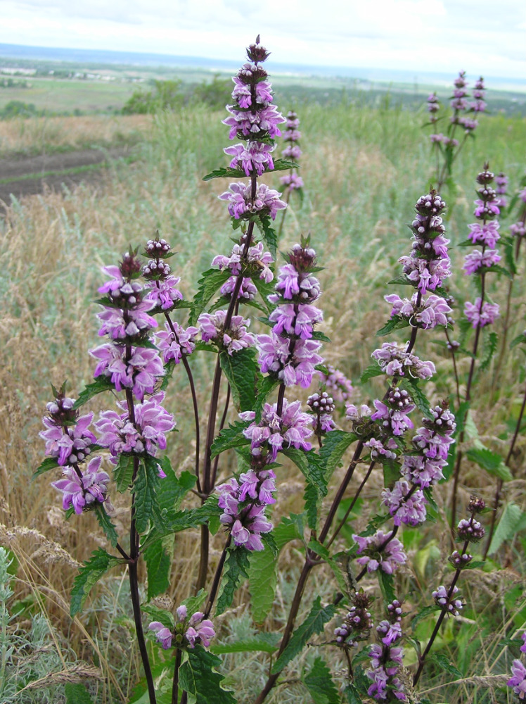 Image of Phlomoides tuberosa specimen.