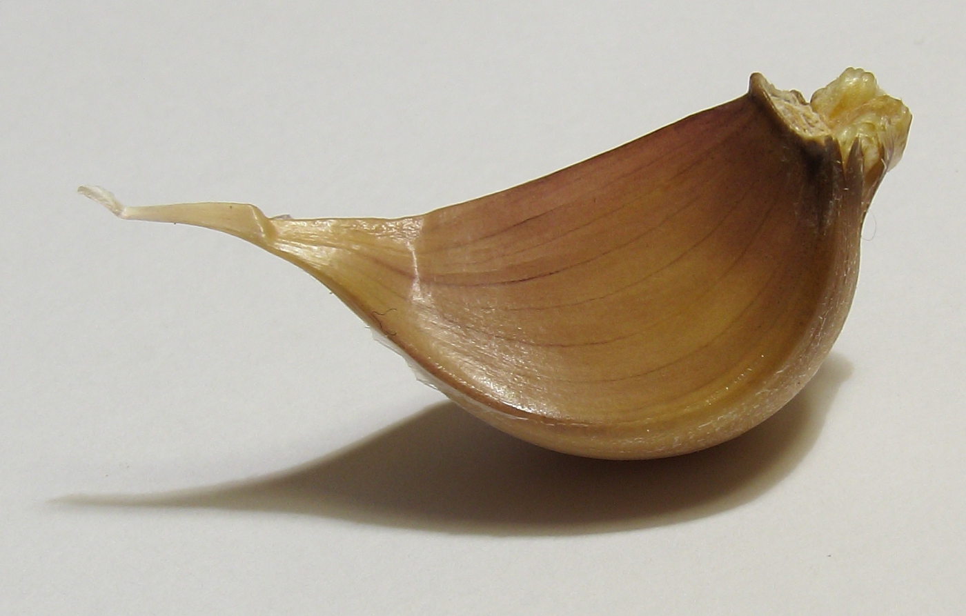 Image of Allium sativum specimen.