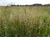 Agrostis gigantea. Плодоносящие растения. Смоленская обл., Смоленский р-н, дер. Жарь, край запущенного поля. 29.08.2011.