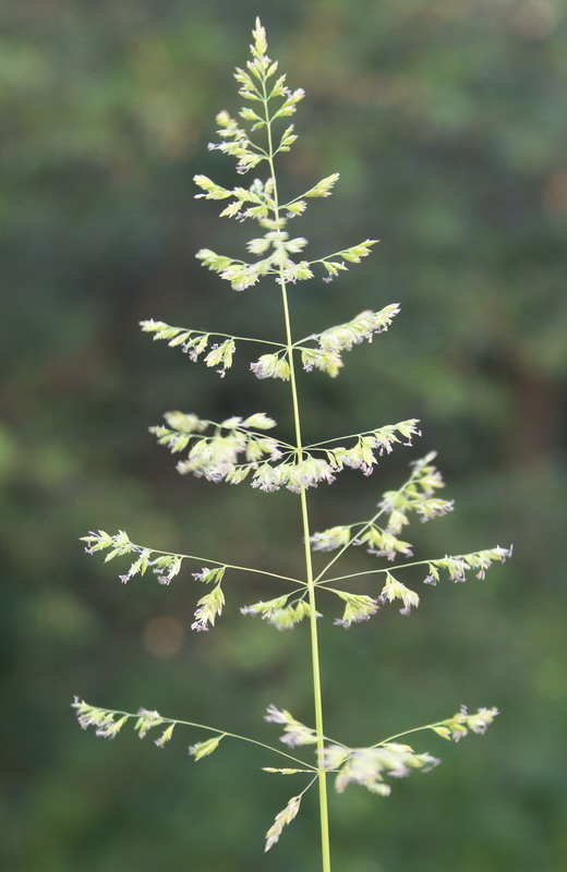 Image of Poa trivialis specimen.