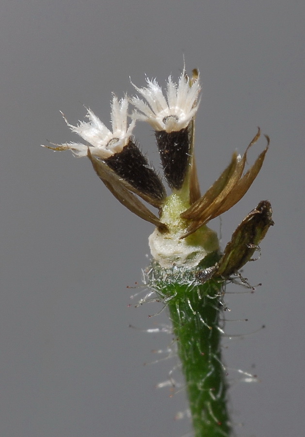 Image of Galinsoga quadriradiata specimen.