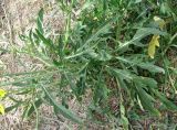 Diplotaxis tenuifolia. Нижняя часть растения. Крым, г. Саки, пустырь у территории базы отдыха \"Прибой\". 23.08.2011.