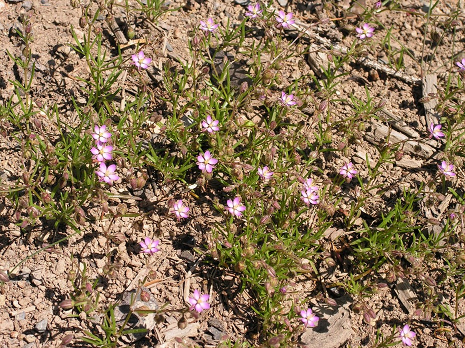 Image of Spergularia rubra specimen.