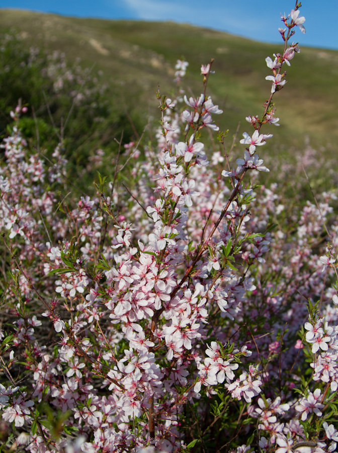 Изображение особи Amygdalus ledebouriana.