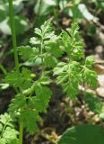 Anthriscus cerefolium. Лист. Крым, окр. с. Перевальное, урочище Аян. 6 мая 2012 г.