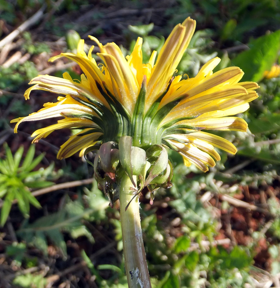 Изображение особи род Taraxacum.