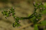 Valerianella pontica